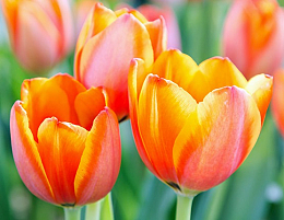 Cesarina Cecconi Gonnella