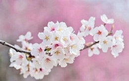 Teresa Maria Falorni