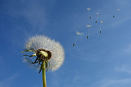 Esilda Salvadori